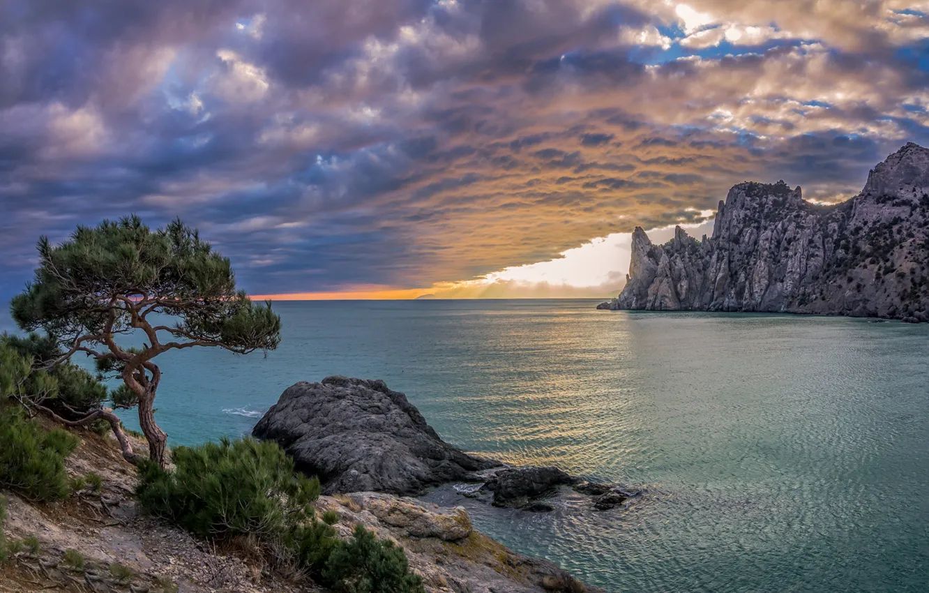 Фото обои море, небо, облака, дерево, скалы, Крым, сосна, Царская бухта