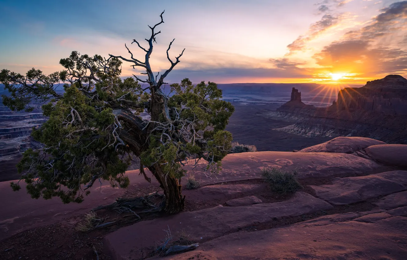 Фото обои небо, солнце, облака, лучи, деревья, горы, ветки, камни