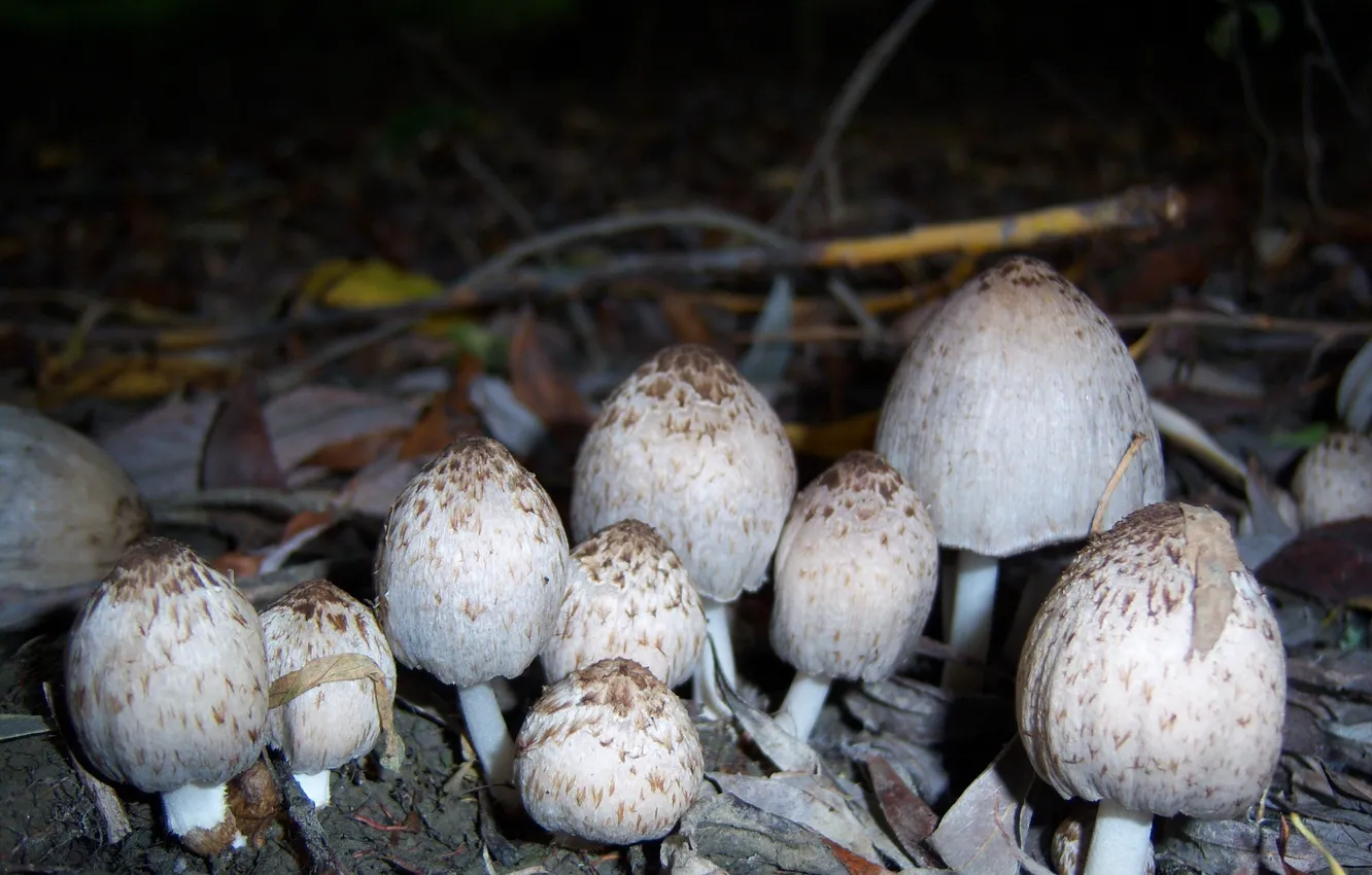 Фото обои осень, грибы, поганки, Meduzanol ©, октябрь 2009