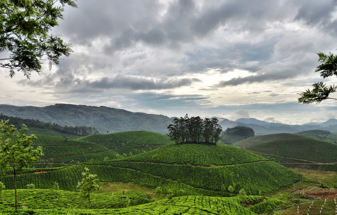 Фото обои небо, облака, горы, холмы, Индия, Керала, Муннар, чайные плантации
