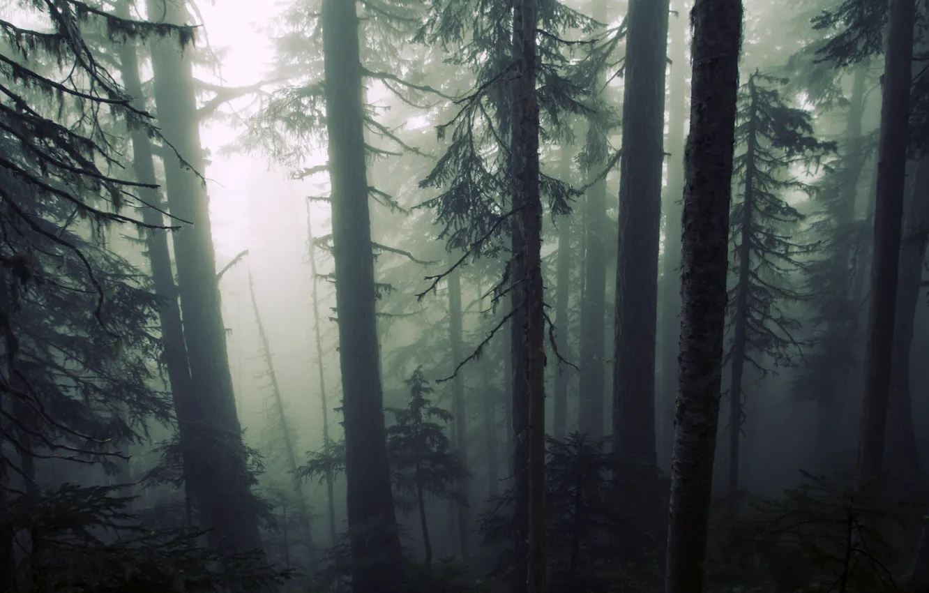 Фото обои лес, деревья, природа, туман, мрачно