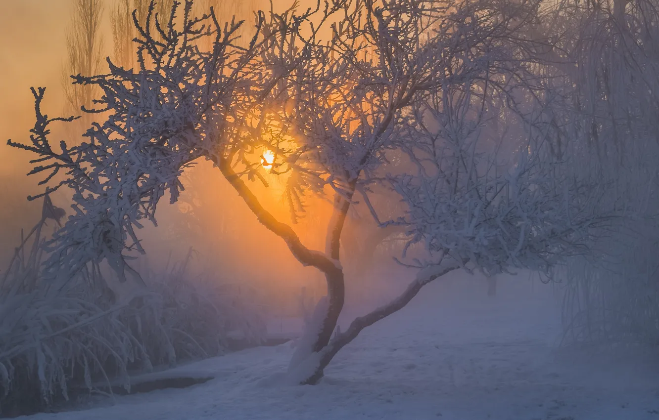 Фото обои зима, иней, солнце, снег, пейзаж, природа, дерево, утро