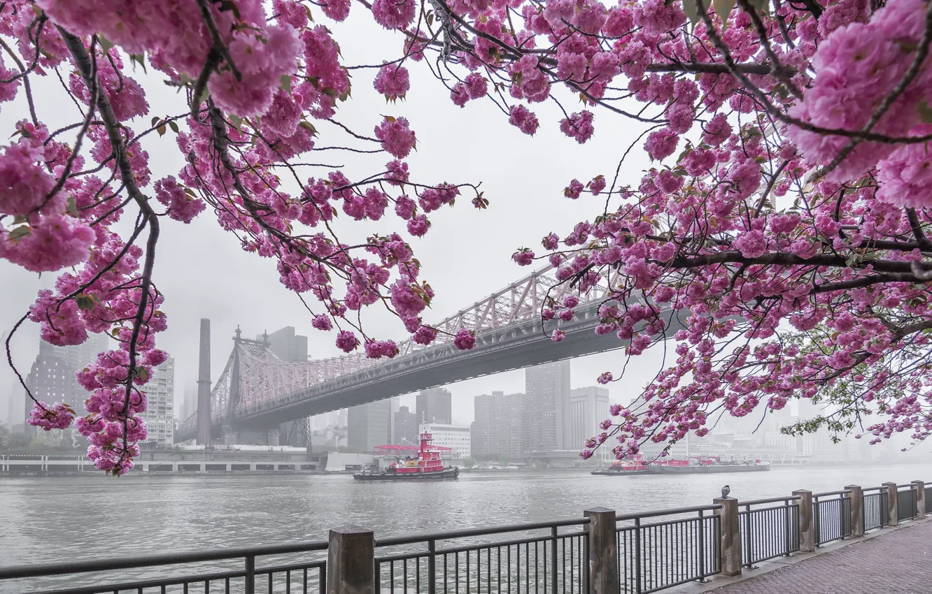 Фото обои мост, туман, пролив, река, буксир, Нью-Йорк, утро, сакура
