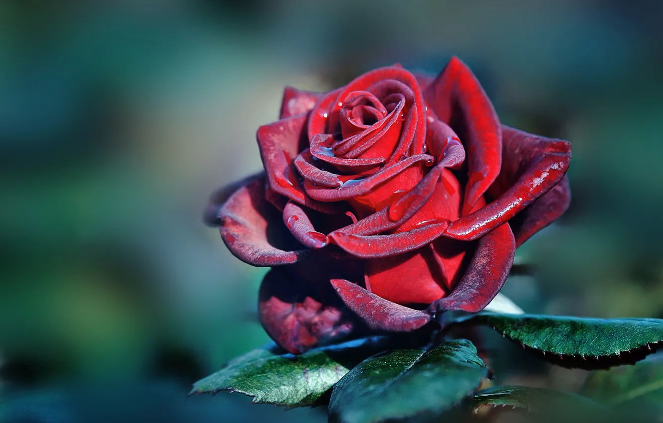 Фото обои капли, роза, лепестки, цветение, боке