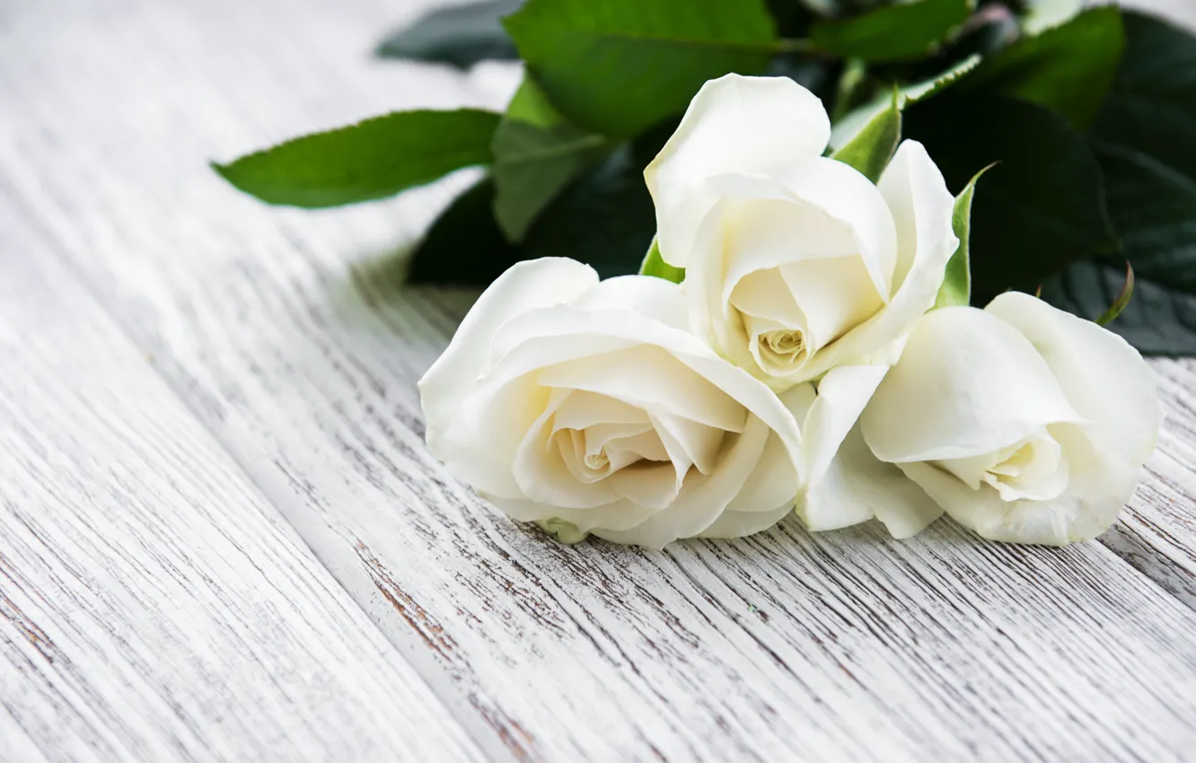 Фото обои стол, розы, белые, бутоны