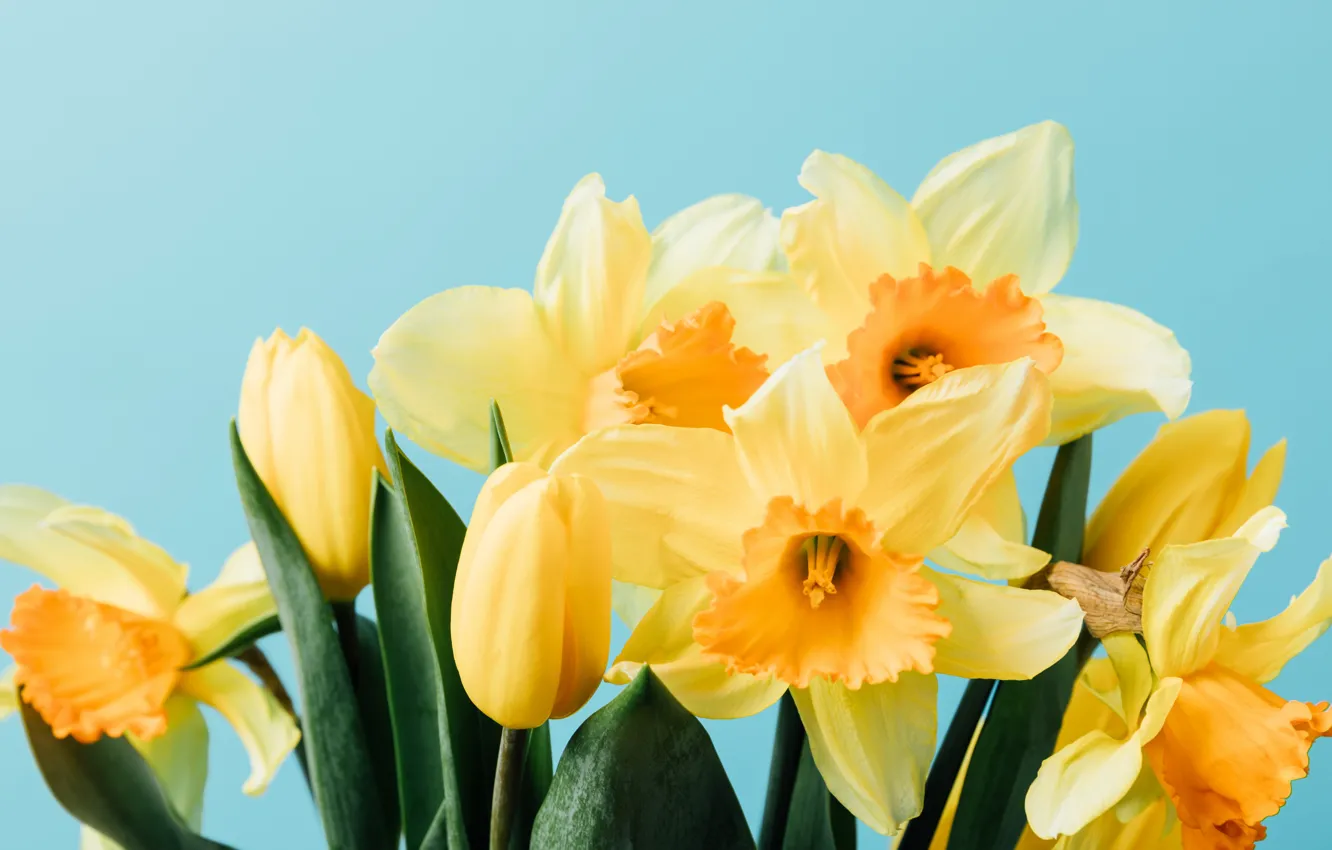 Фото обои цветы, весна, желтые, тюльпаны, fresh, yellow, flowers, tulips