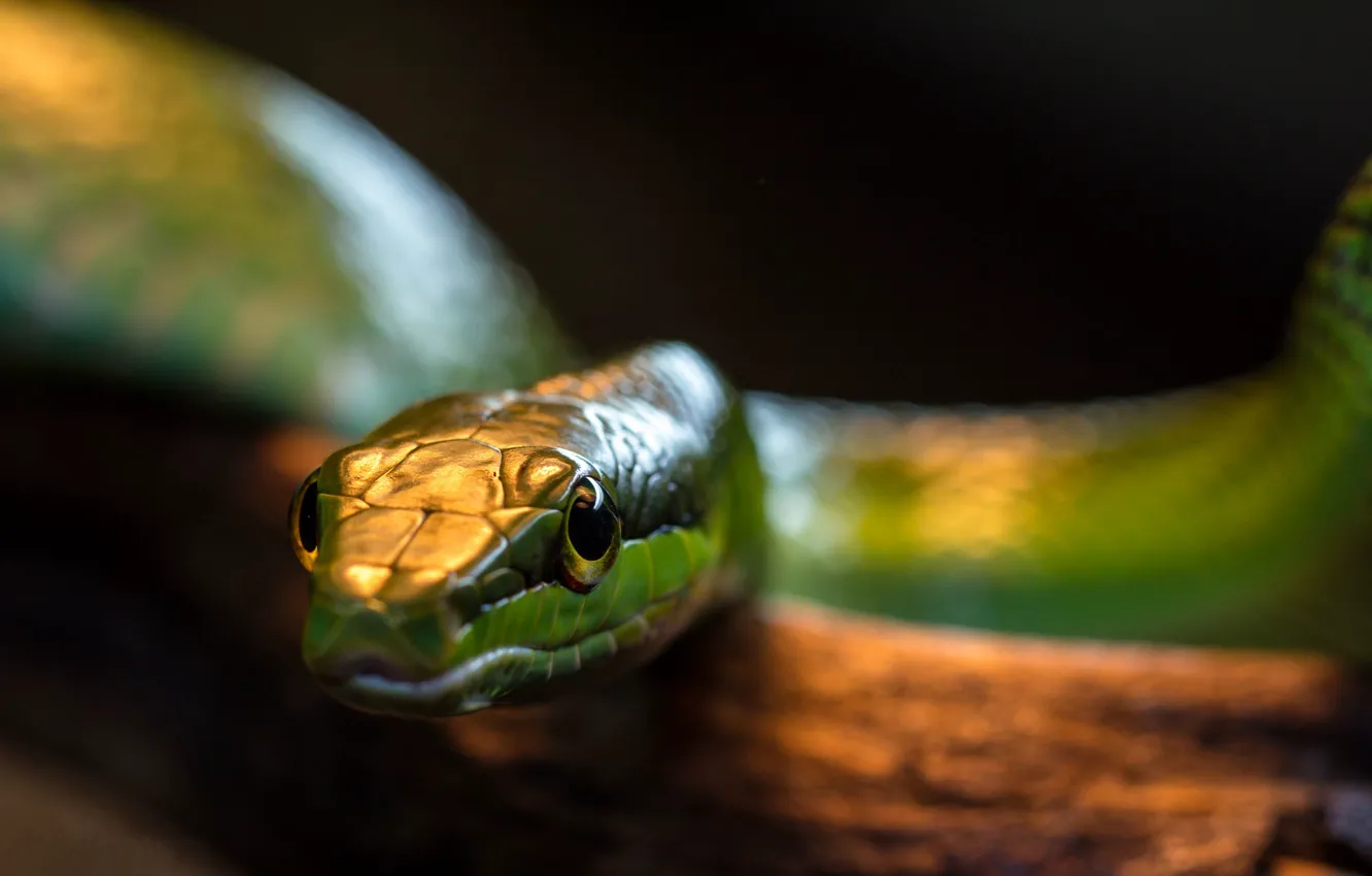 Фото обои фон, змея, зеленая, рептилия