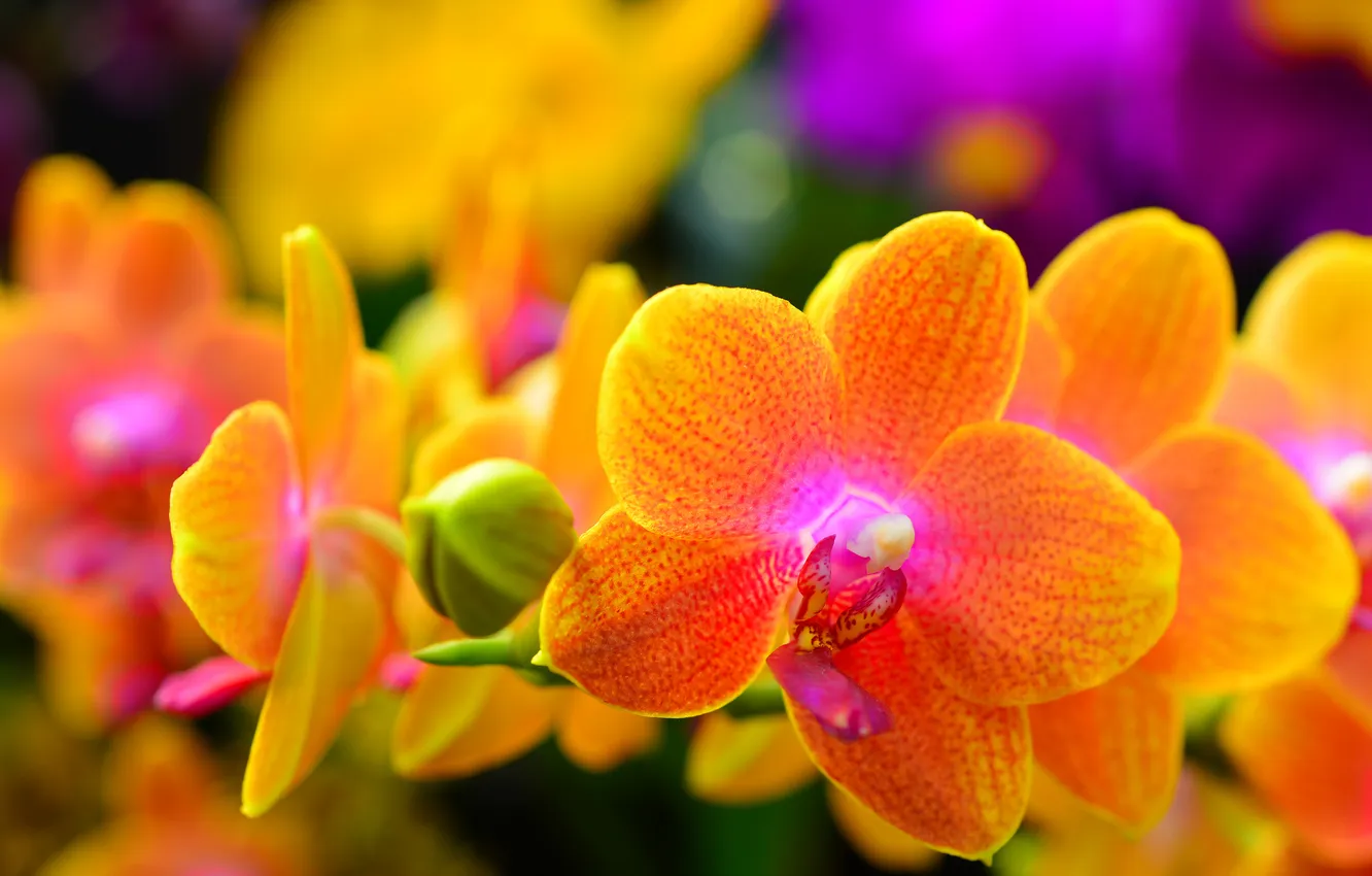Фото обои макро, природа, растение, лепестки, орхидея