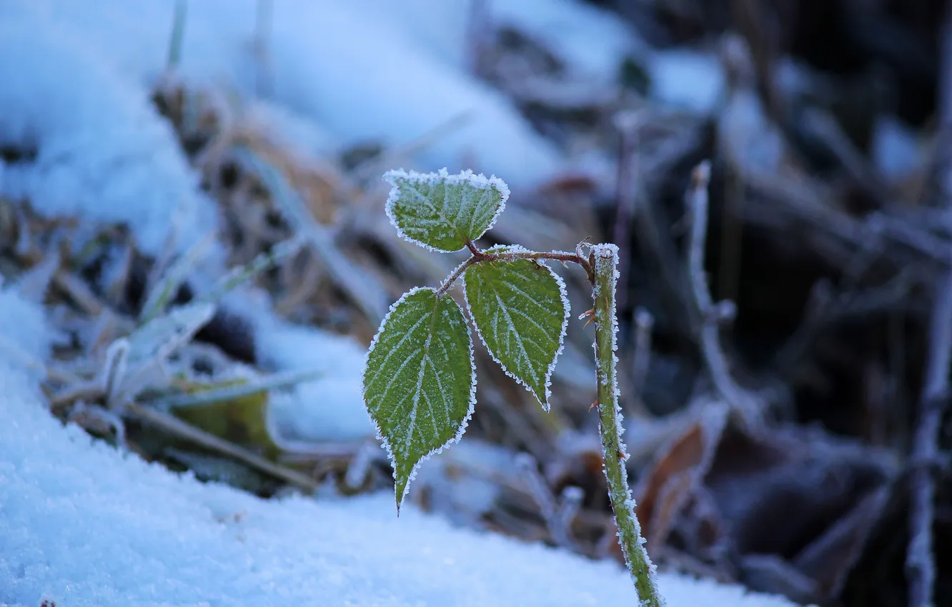 Фото обои зима, снег, природа, листочки, веточки
