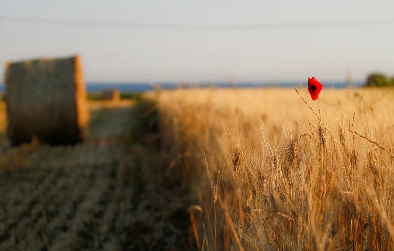 Фото обои пшеница, поле, цветок, небо, цветы, красный, фон, widescreen