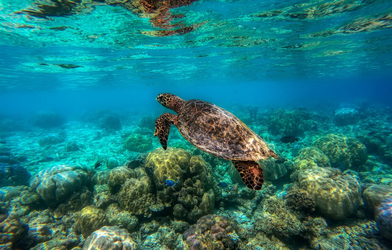 Фото обои море, свет, камни, черепаха, дно, подводный мир, под водой, морская черепаха