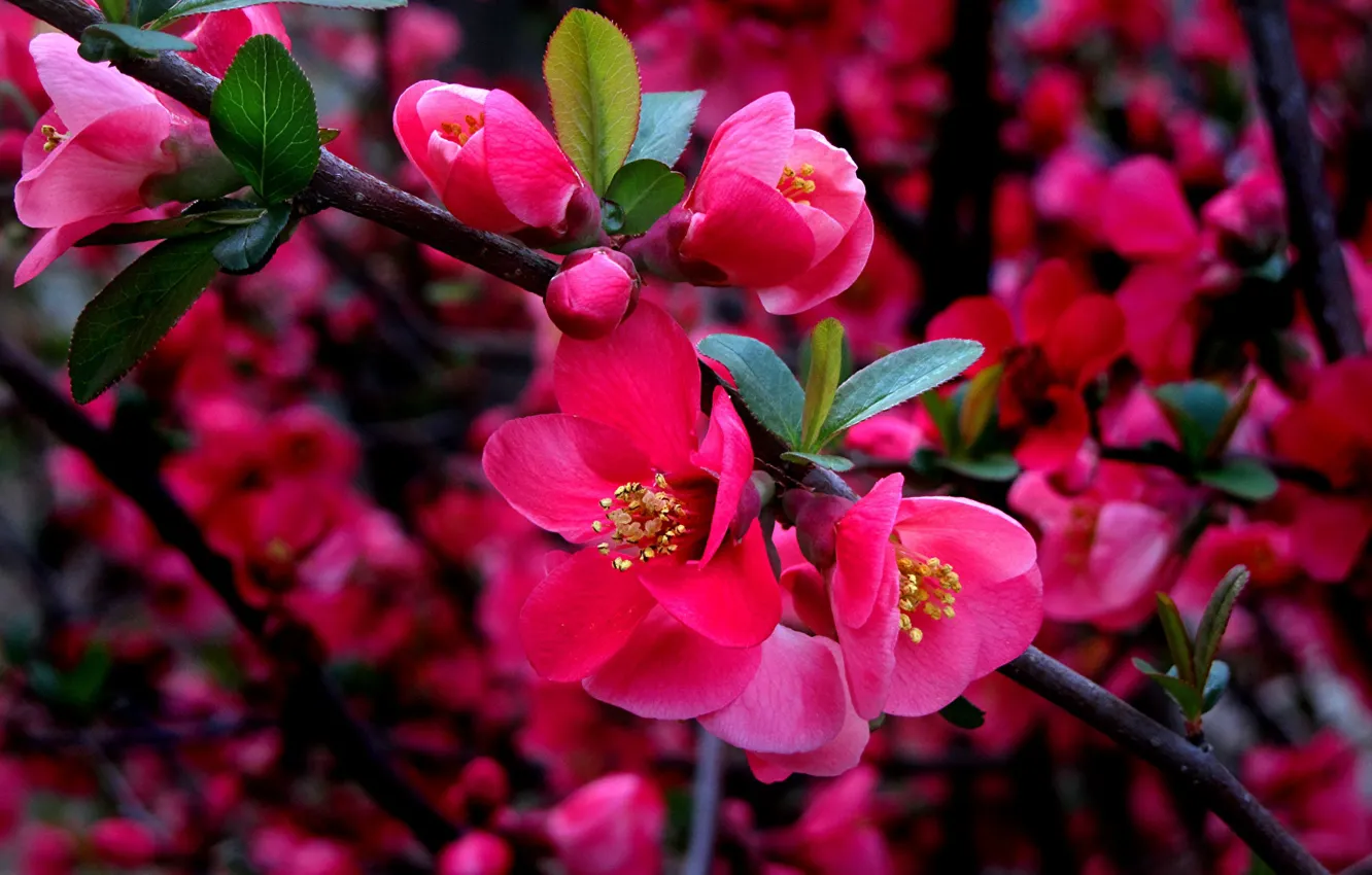 Фото обои айва, красные цветы, ветки дерева, цветение сакуры