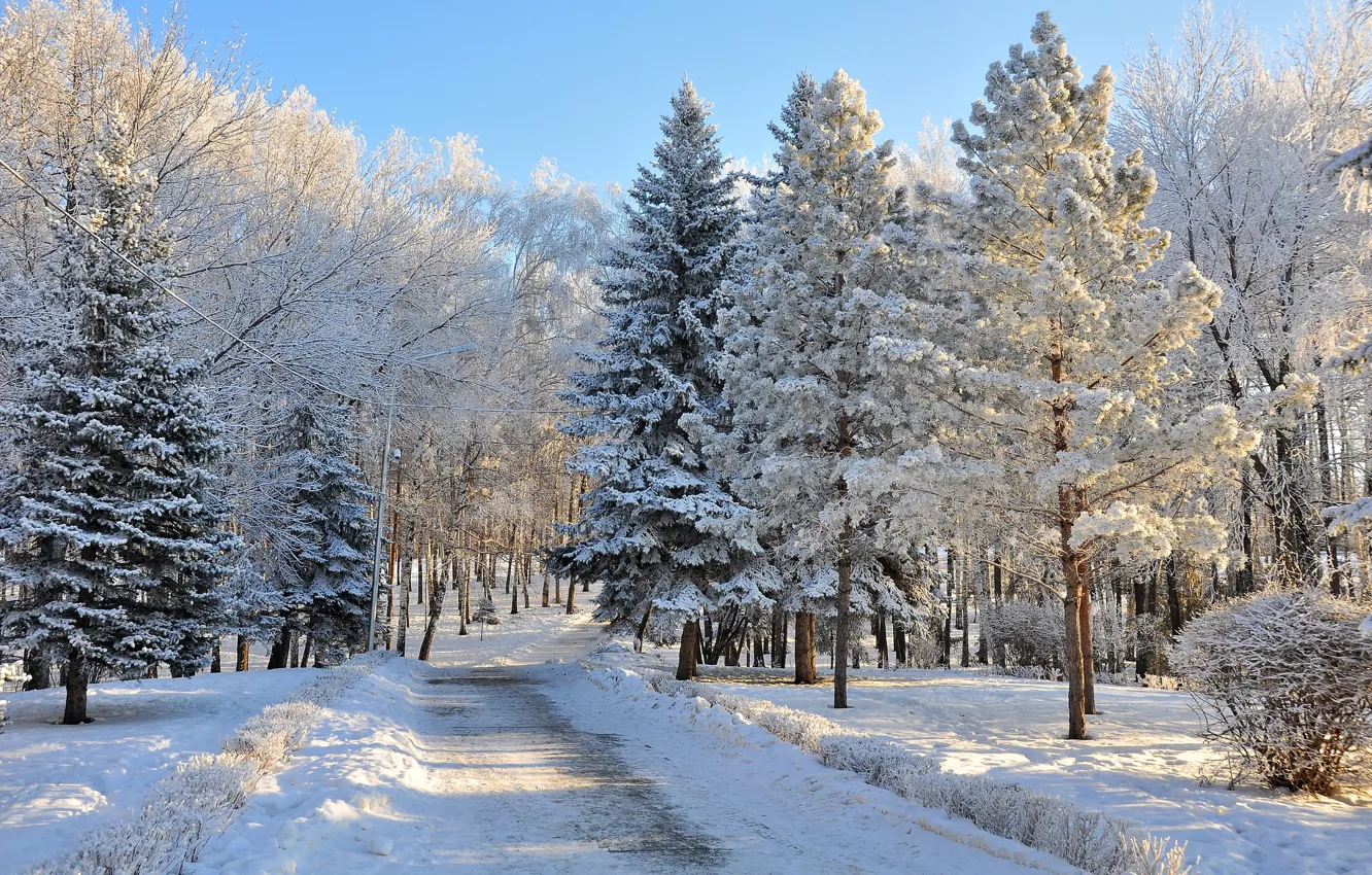 Фото обои зима, деревья, природа, фото, ель, дорога снег