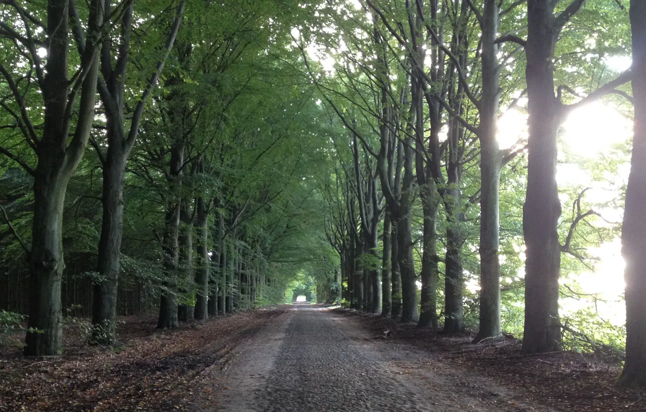 Фото обои дорога, лес, пейзаж, природа