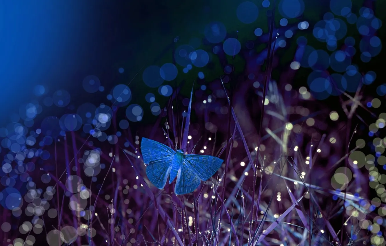 Фото обои трава, макро, ночь, бабочка, боке, Eleonora Di Primo