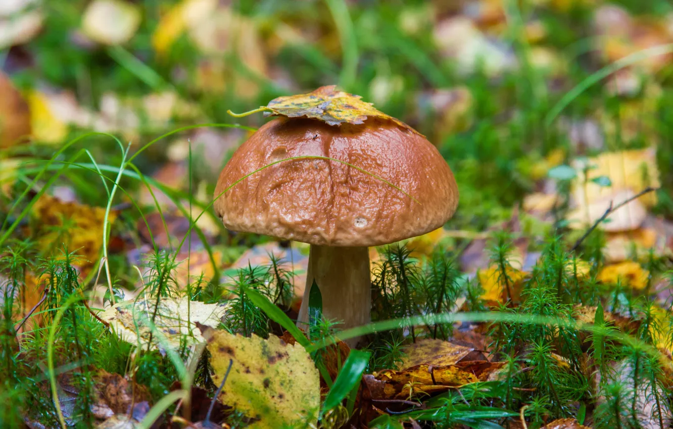 Фото обои трава, листья, грибы