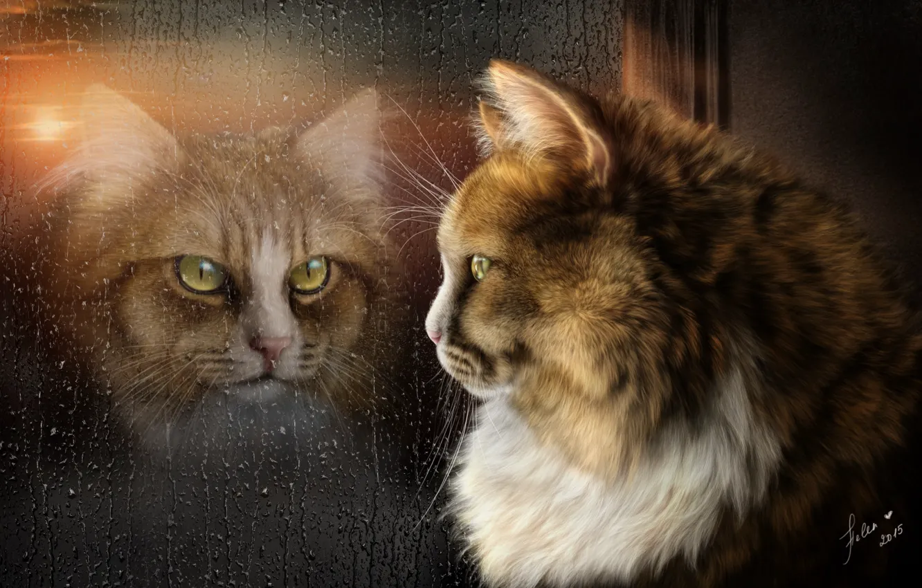 Фото обои кот, отражение, дождь, настроение, окно