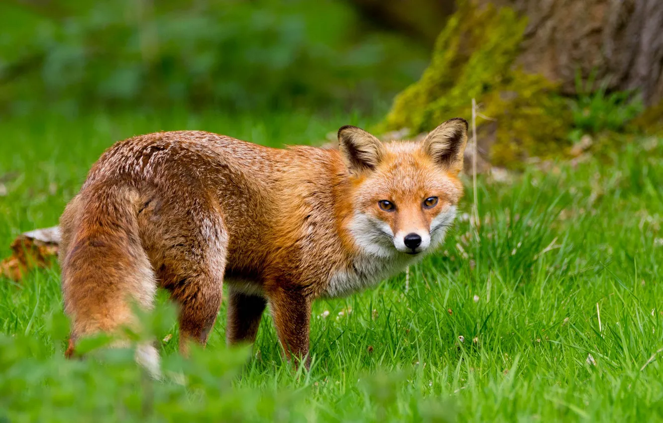 Фото обои зелень, лето, трава, взгляд, деревья, фон, поляна, лиса
