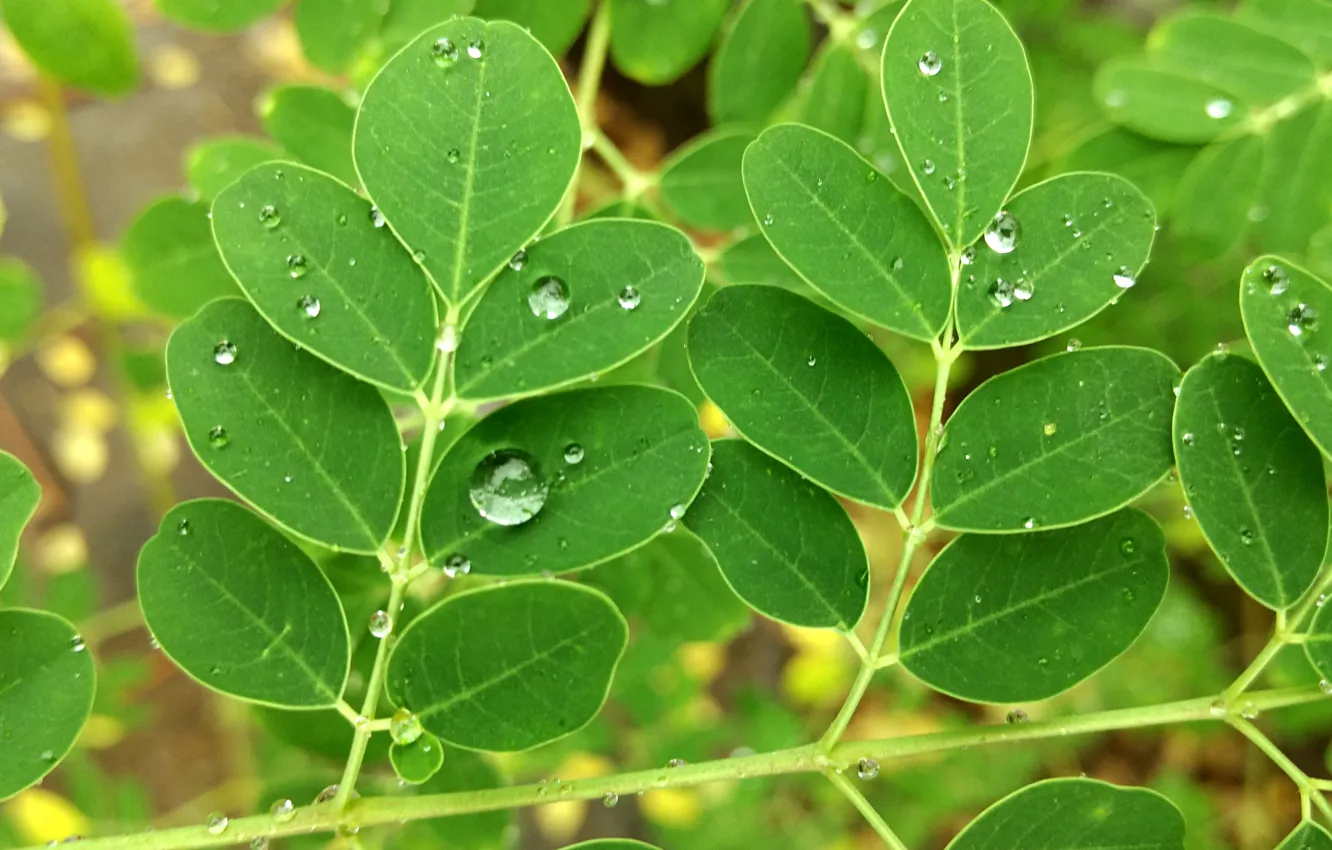 Фото обои green, nature, drop, macro, leaf, water drop, rain drop