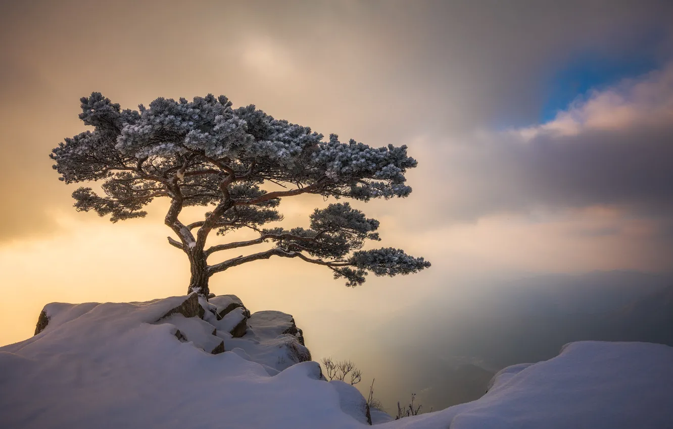 Фото обои зима, небо, облака, свет, снег, дерево, скалы