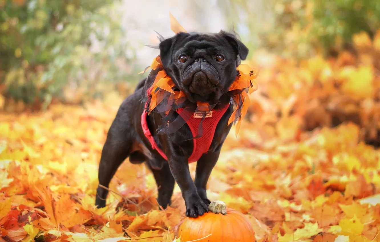 Фото обои осень, природа, листва, собака, мопс, тыква