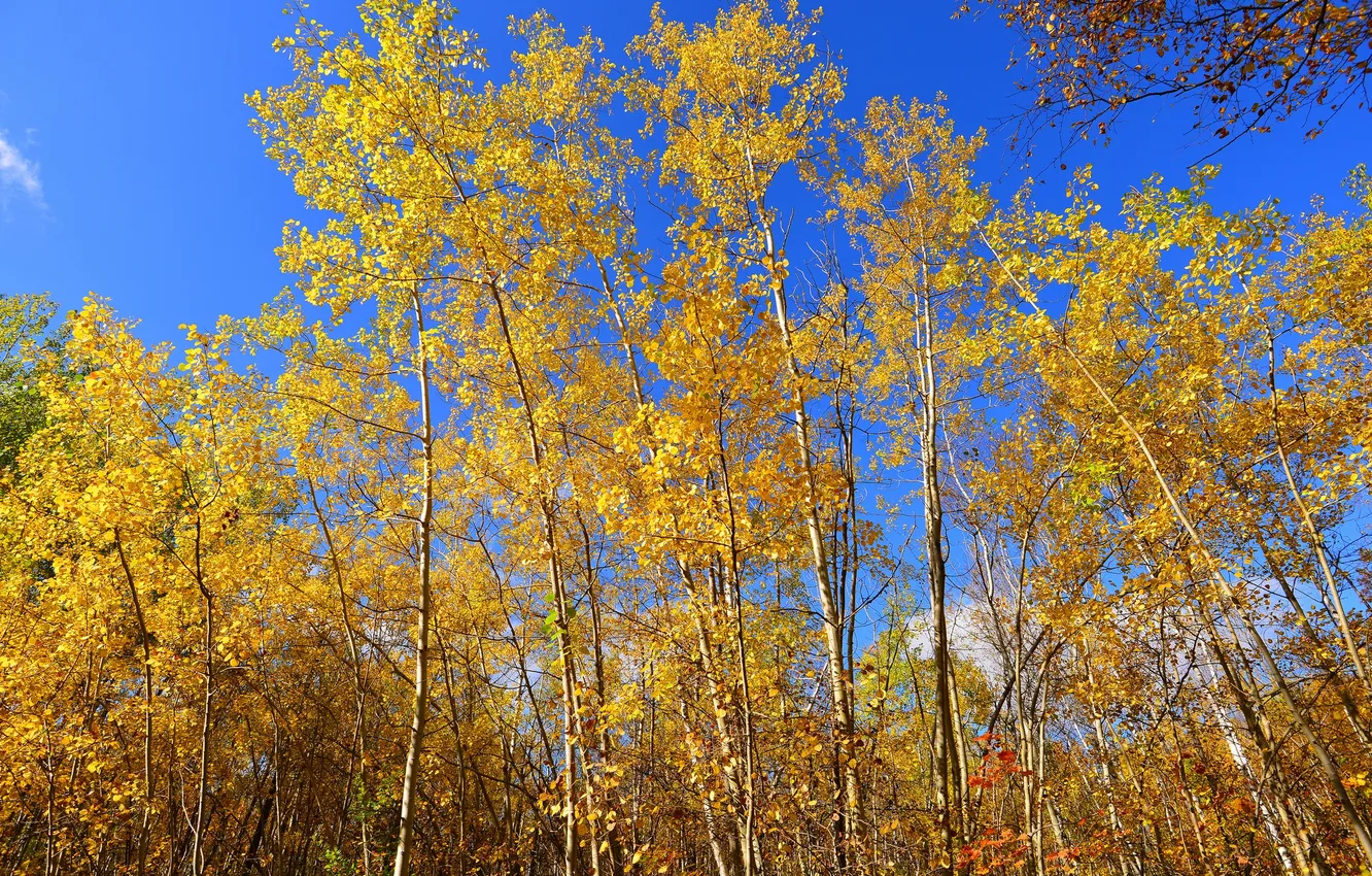 Фото обои осень, небо, листья, деревья