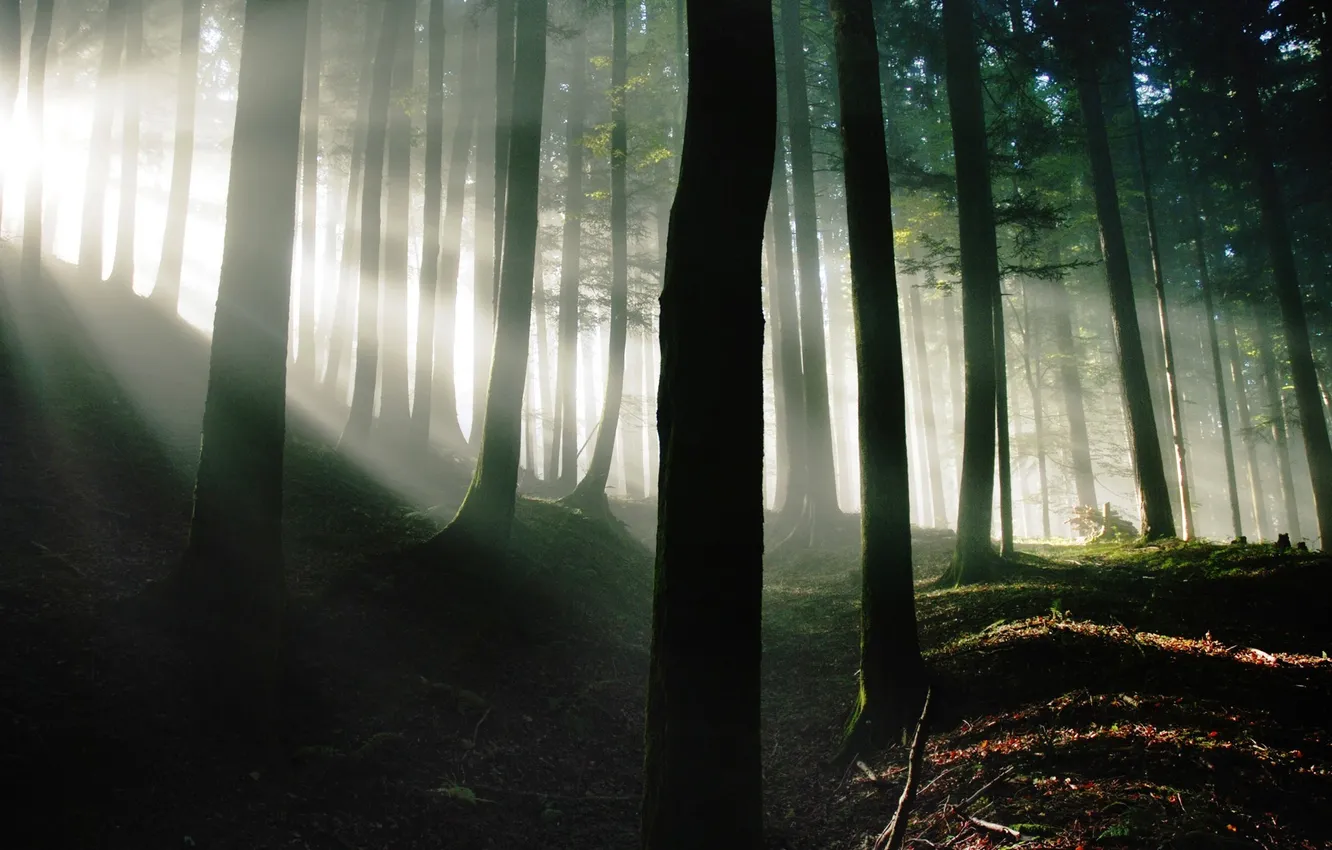 Фото обои лес, солнце, природа, утро