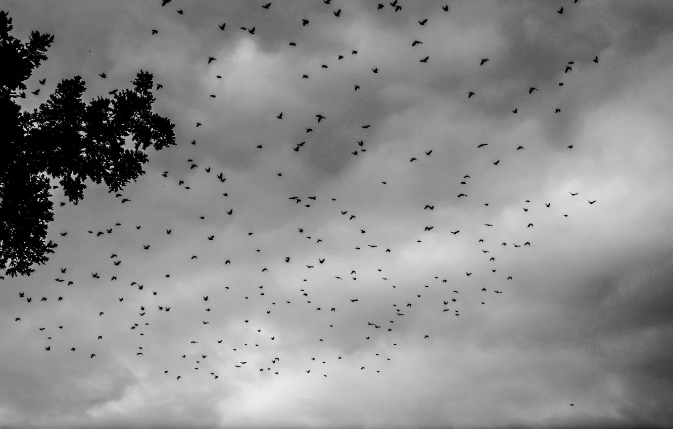 Фото обои Clouds, Sky, Birds, Tree, Summer, Swarm, Black & White, Crowes