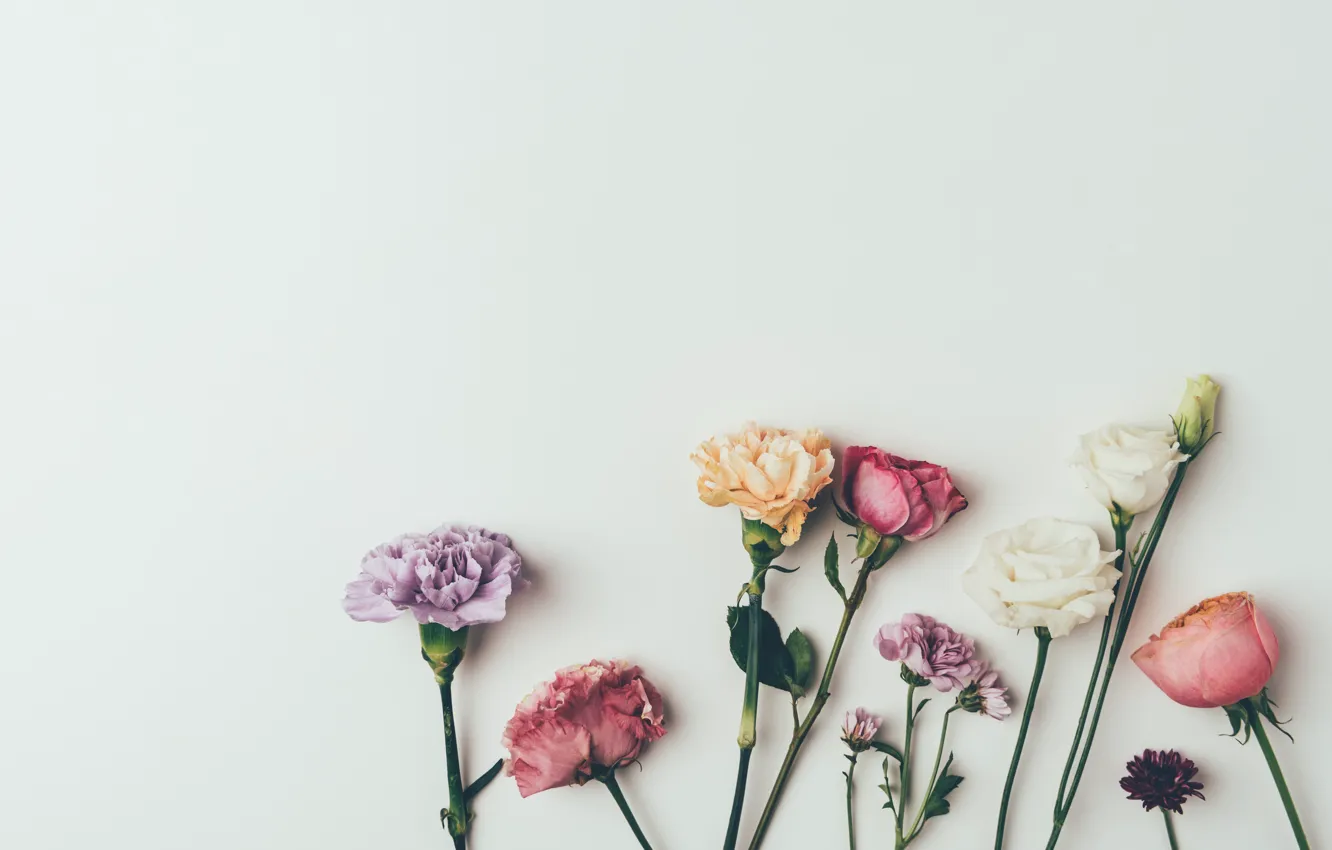 Фото обои цветы, фон, розы, colorful, vintage, pink, flowers, background
