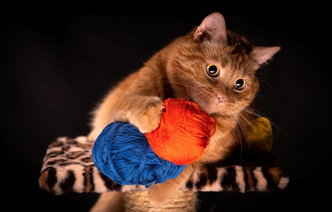 Фото обои кошка, кот, взгляд, клубок, поза, игра, рыжий, черный фон