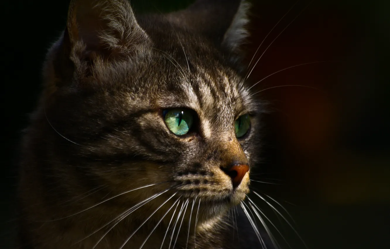 Фото обои глаза, кот, серый, зеленые, профиль