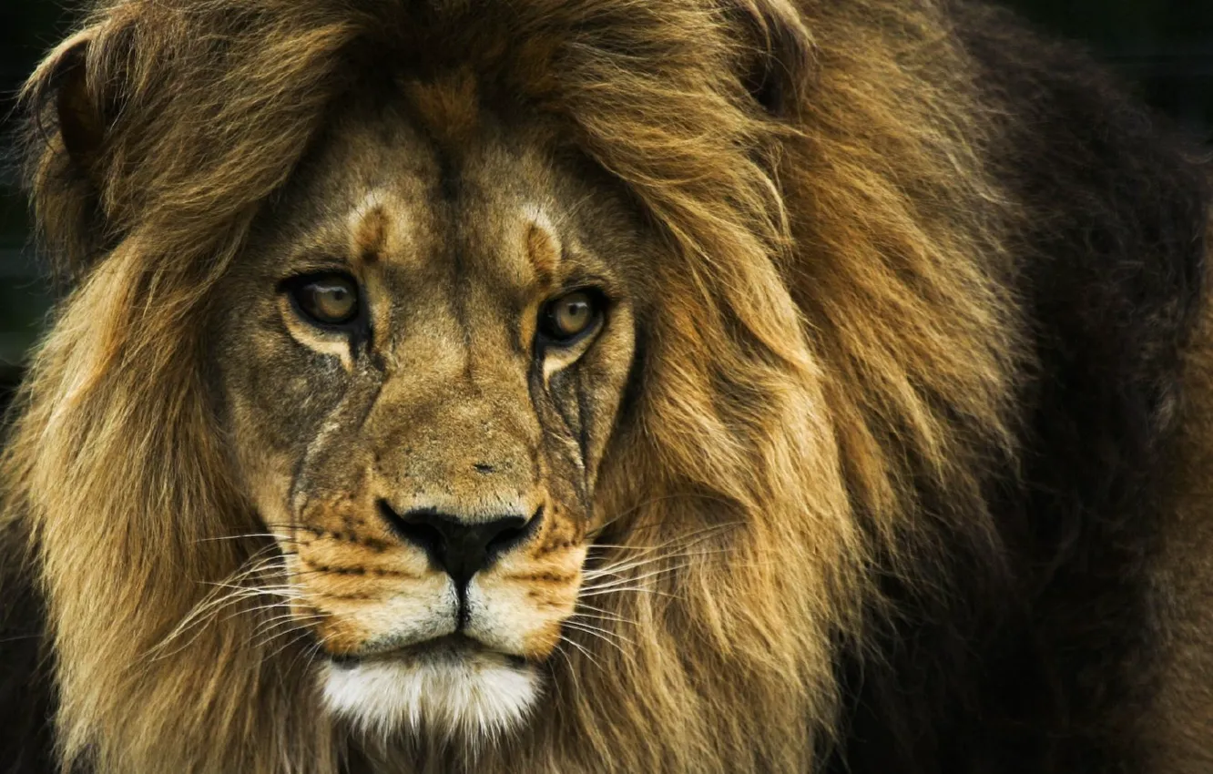 Фото обои лев, царь зверей, Lion