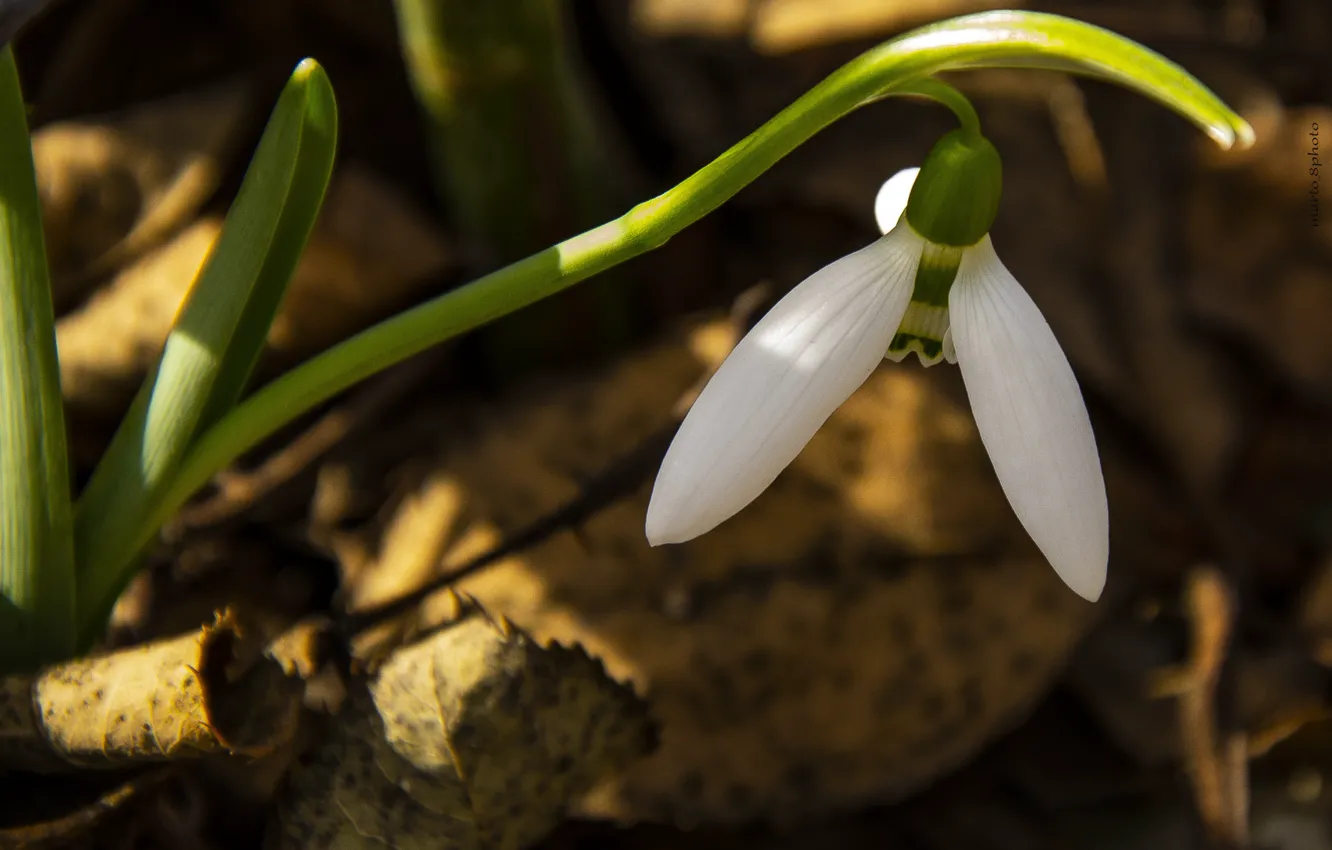 Фото обои flower, spring, snowdrop, beauitiful