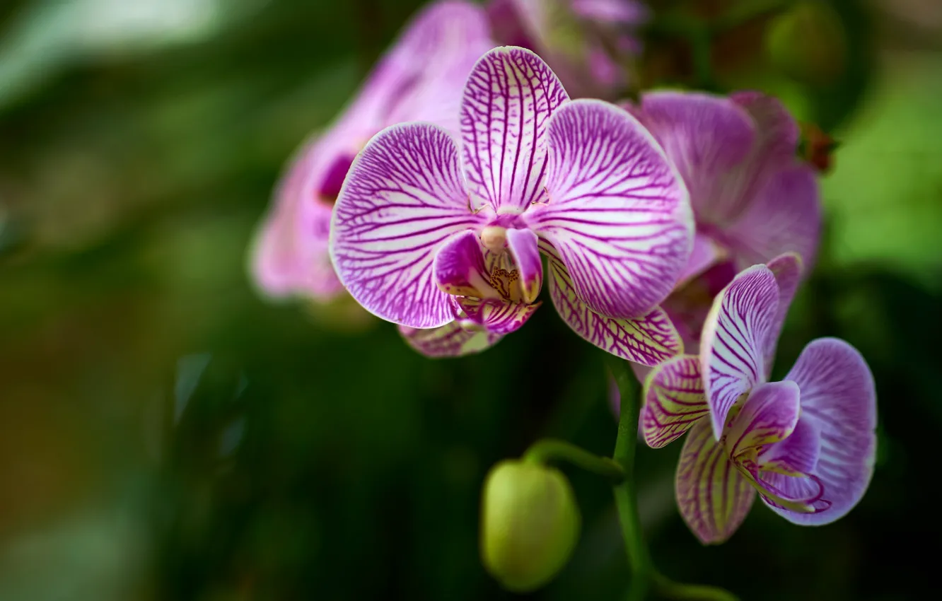 Фото обои цветы, размытие, ветка, орхидеи, зеленый фон, орхидея, боке, полосатые