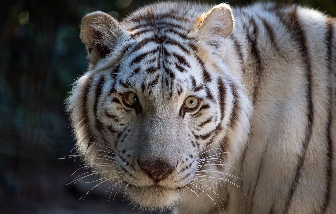 Фото обои взгляд, морда, тигр, белый тигр, дикая кошка