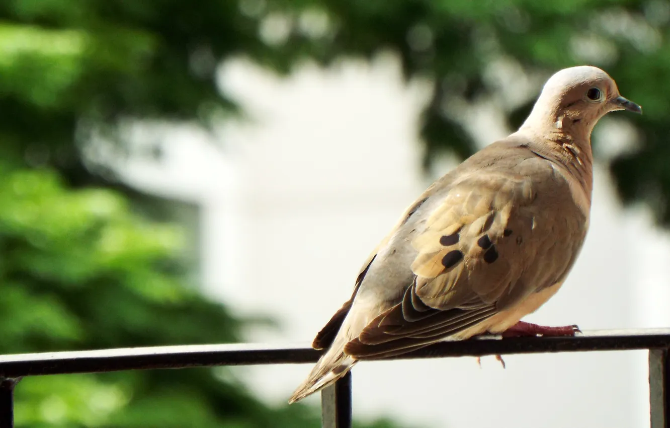 Фото обои Birds, Pigeons, Eared Dove, Zenaida auriculata