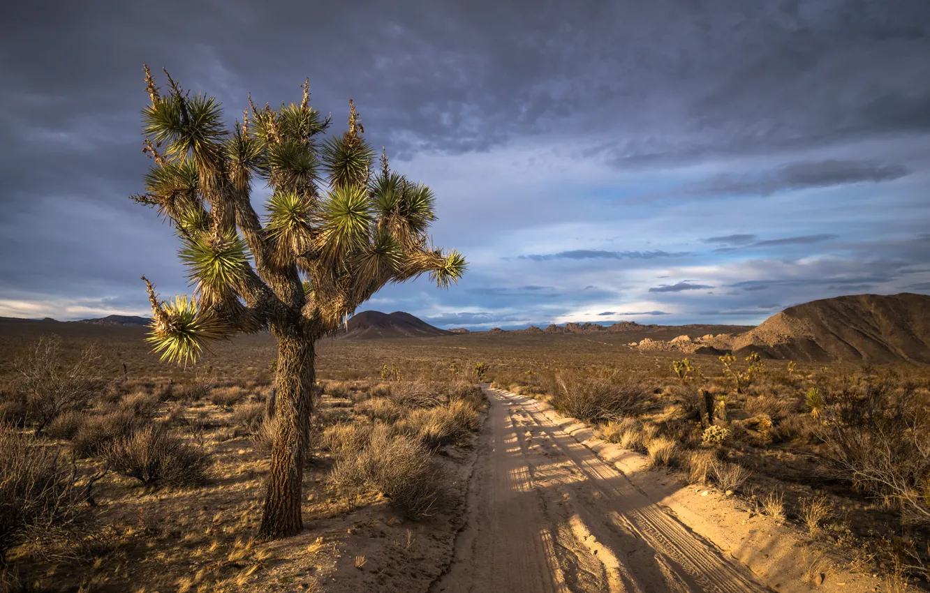 Фото обои California, Joshua Tree National Park, san bernardino county