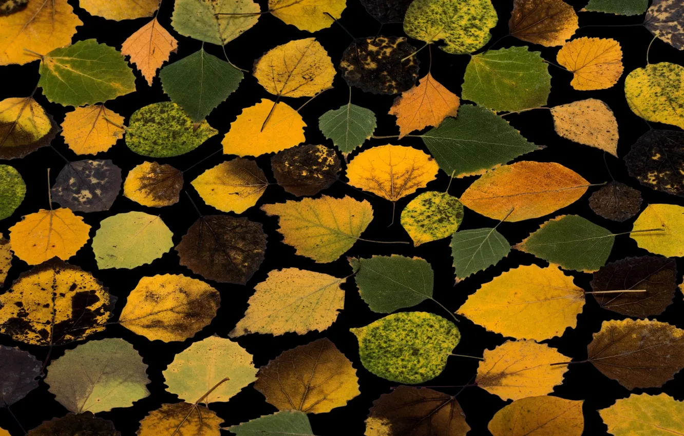 Фото обои осень, листья, фон