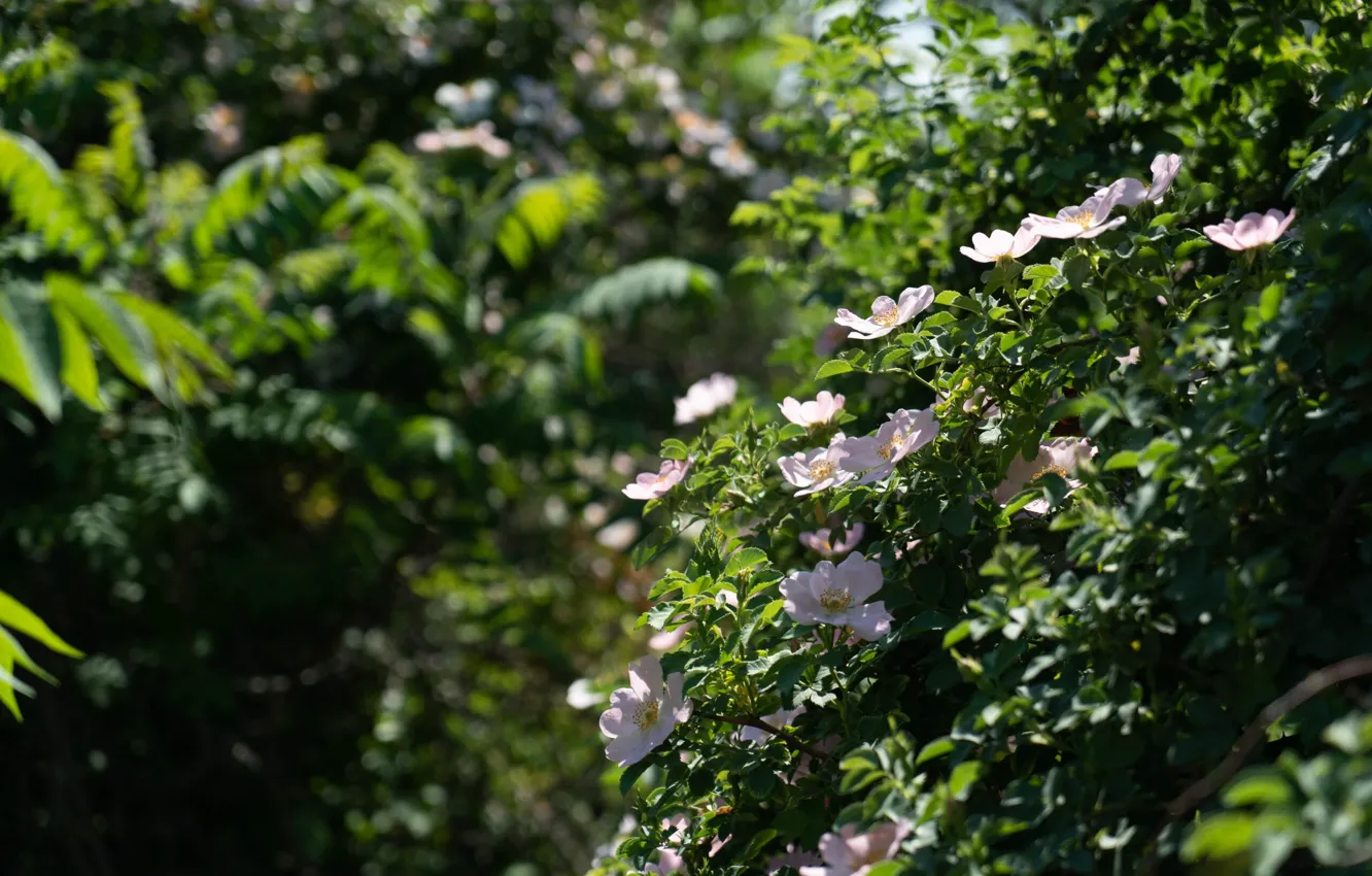 Фото обои цветы, природа, сад, nature, flowers, garden