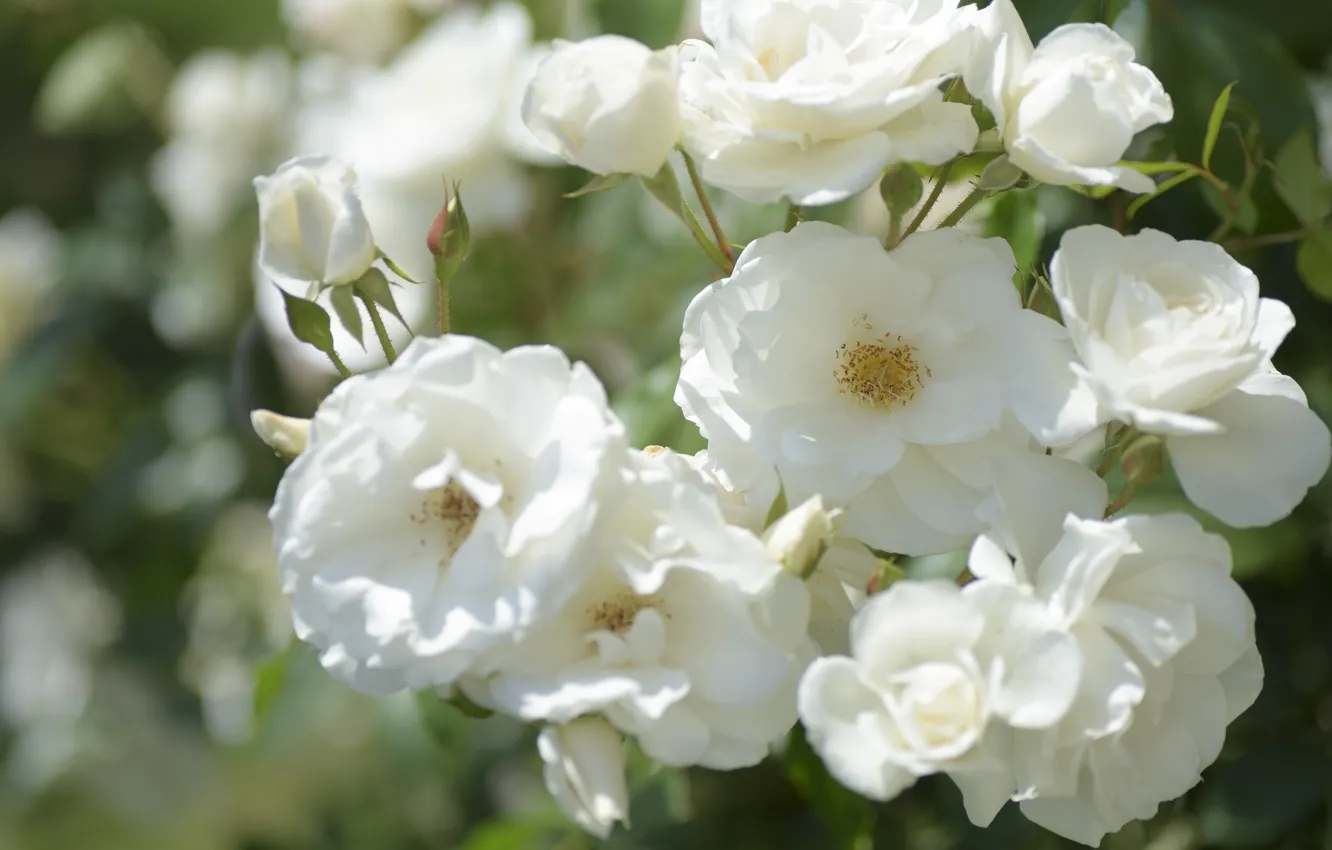 Фото обои розы, белые, бутончики