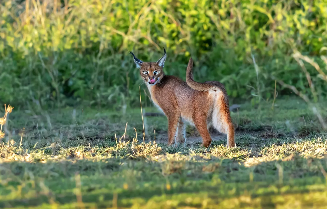 Фото обои язык, трава, взгляд, морда, свет, природа, поза, фон