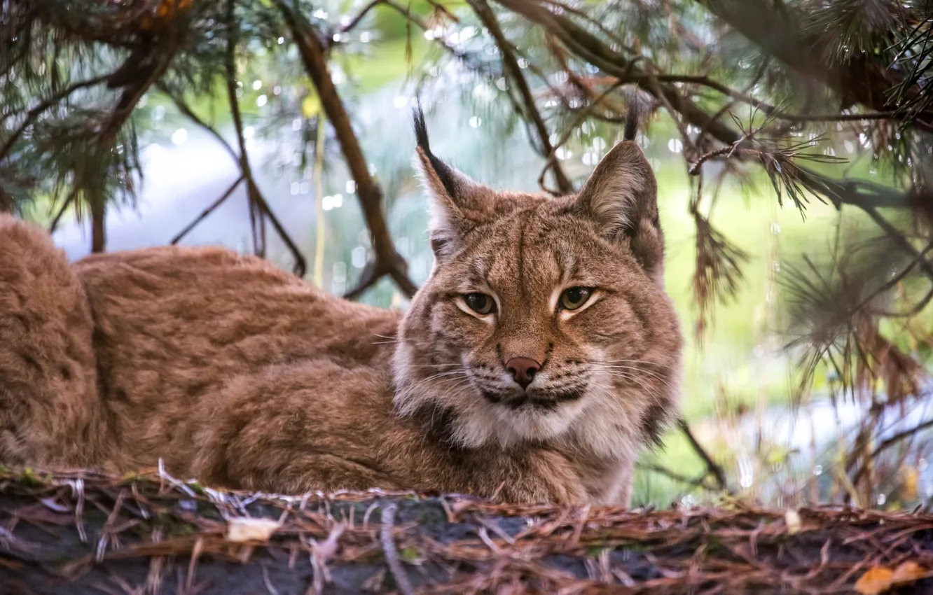 Фото обои ветки, лежит, рысь, хвоя, боке