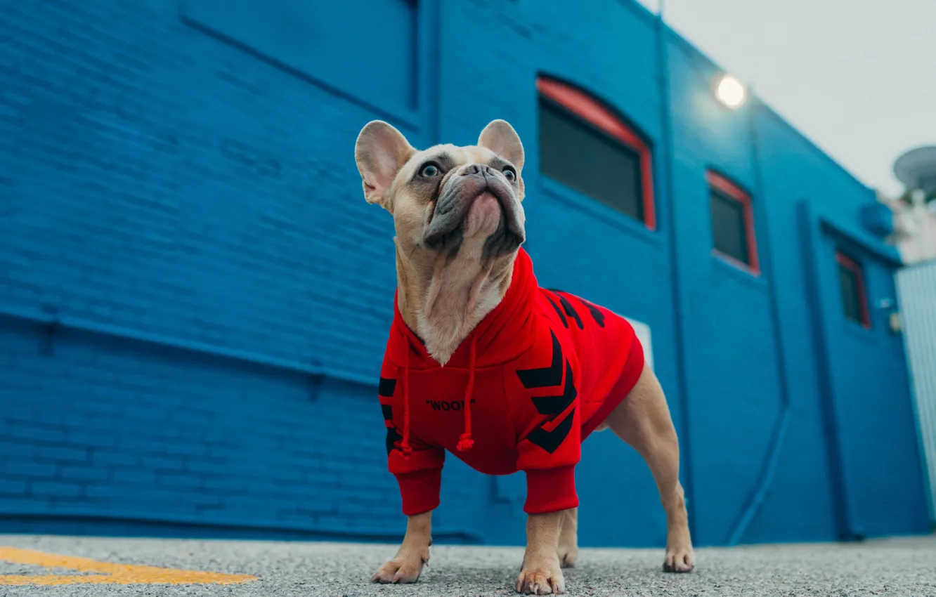 Фото обои Морда, Французский бульдог, French Bulldog, Furry Friend, Толстовка, Мохнатый друг, Dog Fashion, Hoodies