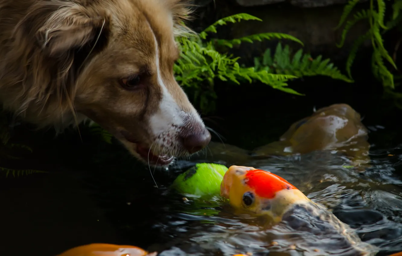 Фото обои морда, вода, рыбка, собака, мордочка, собачка, настроения.