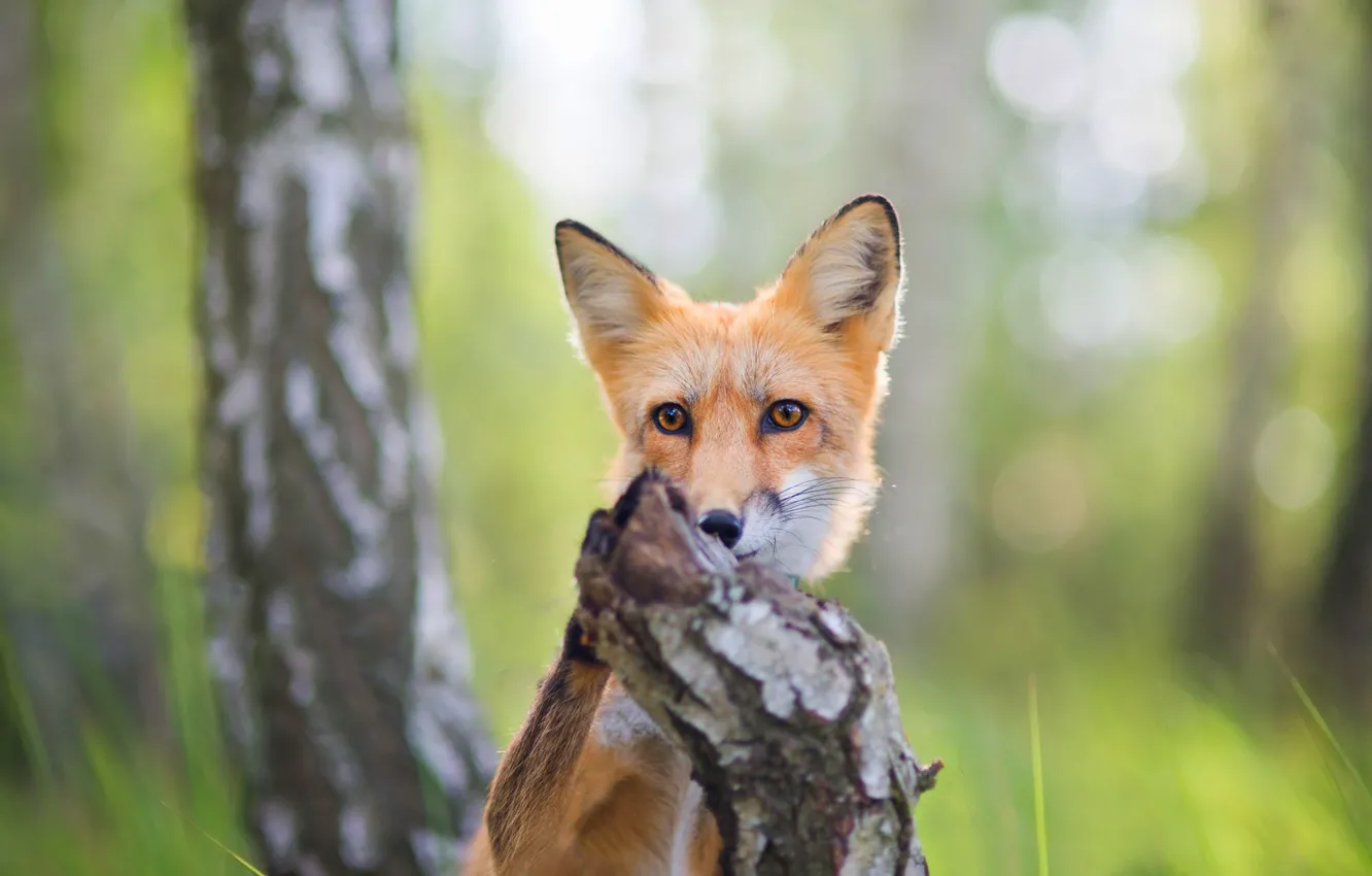 Фото обои лес, лето, трава, взгляд, деревья, природа, поза, поляна