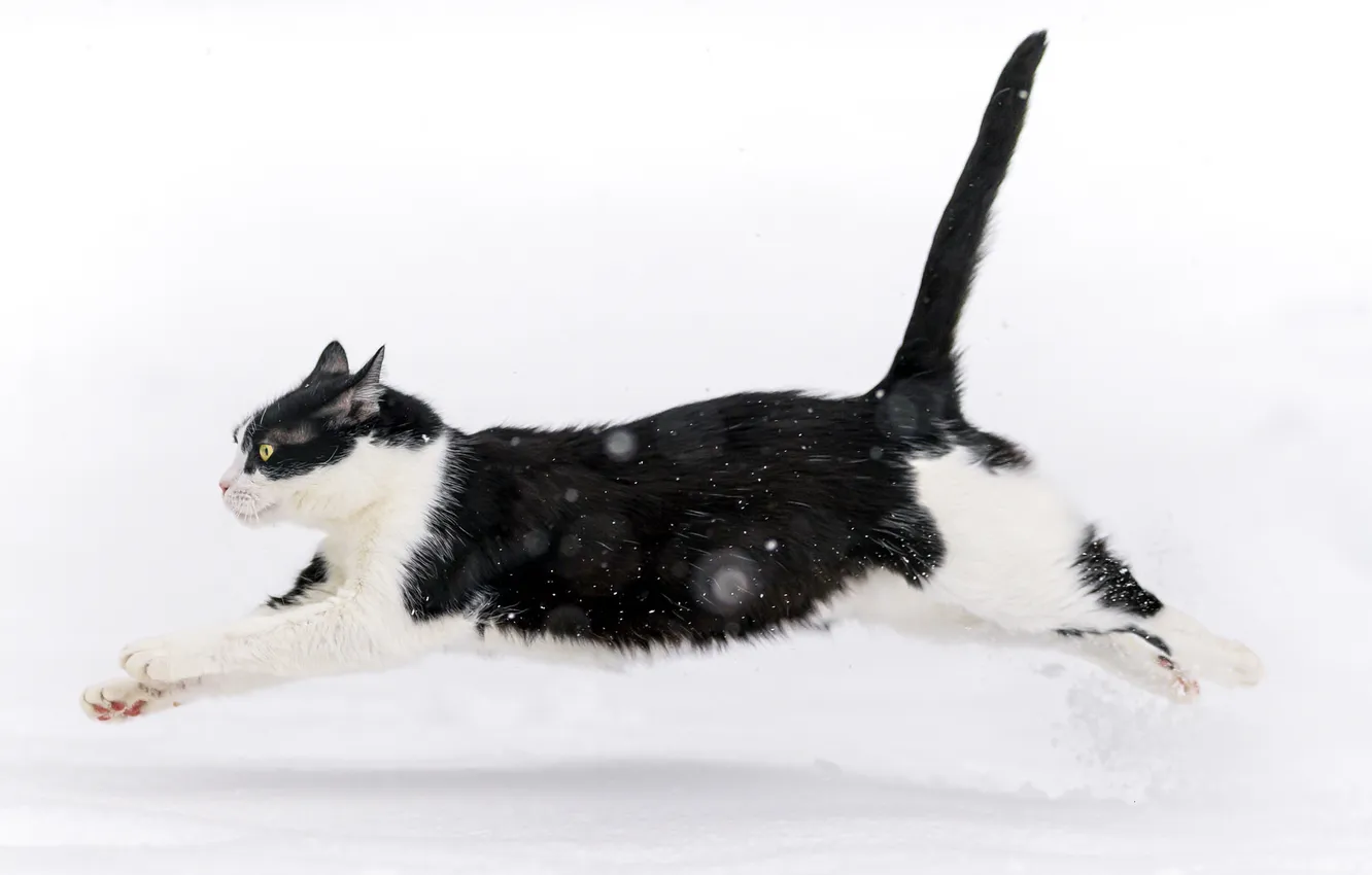 Фото обои зима, кот, снег, прыжок