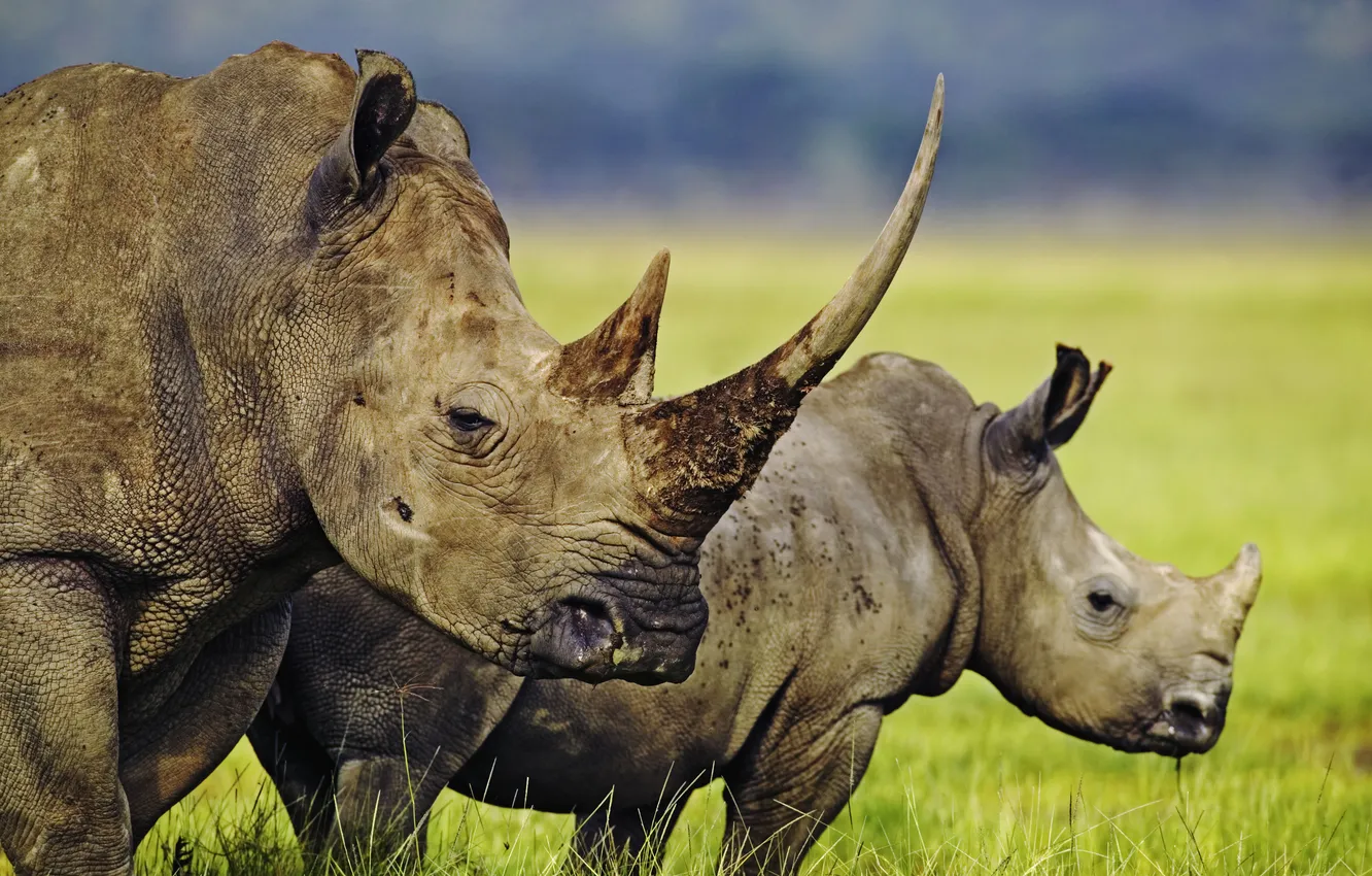 Фото обои саванна, Африка, Носороги