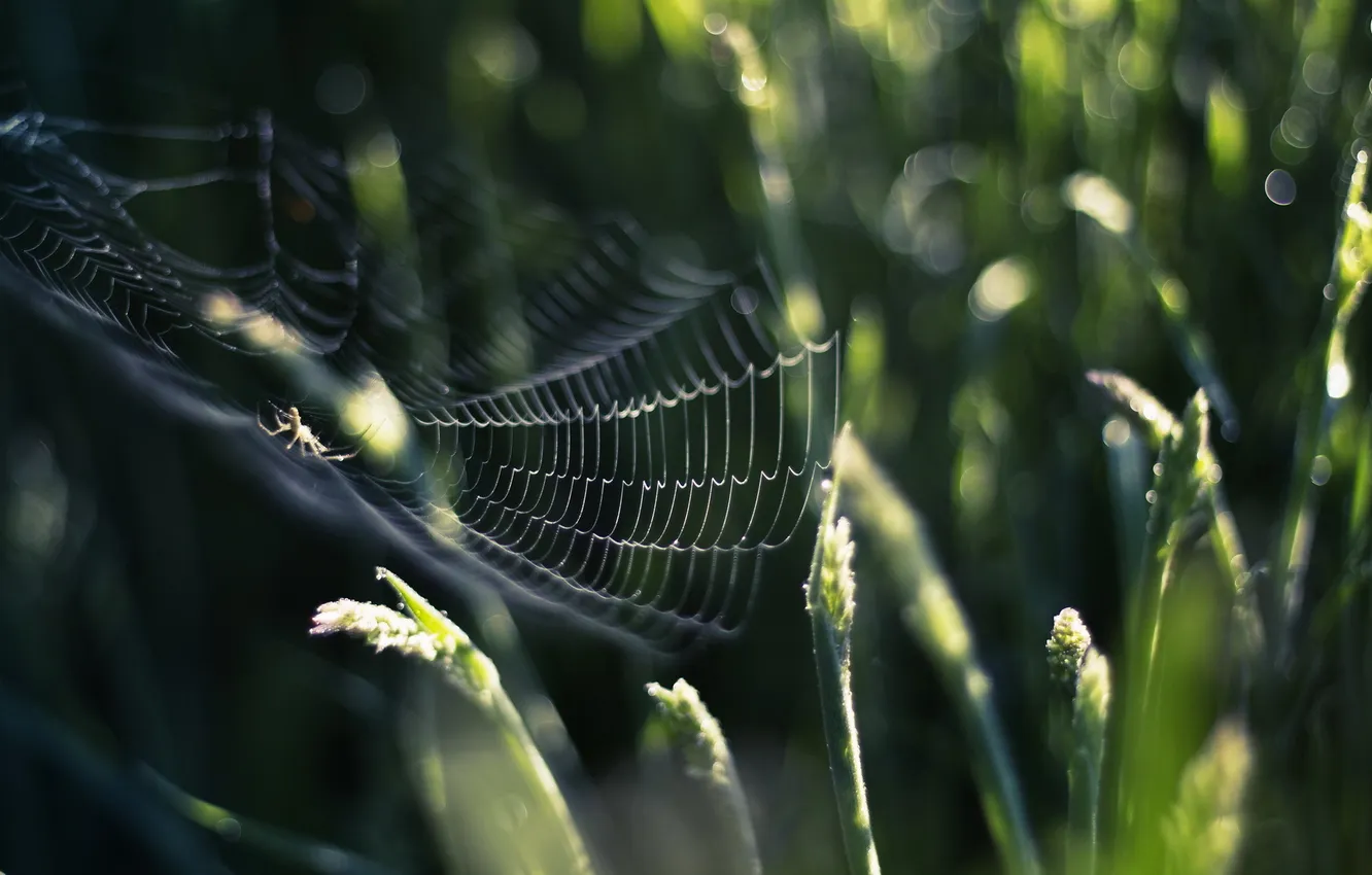 Фото обои трава, природа, паутина, паук