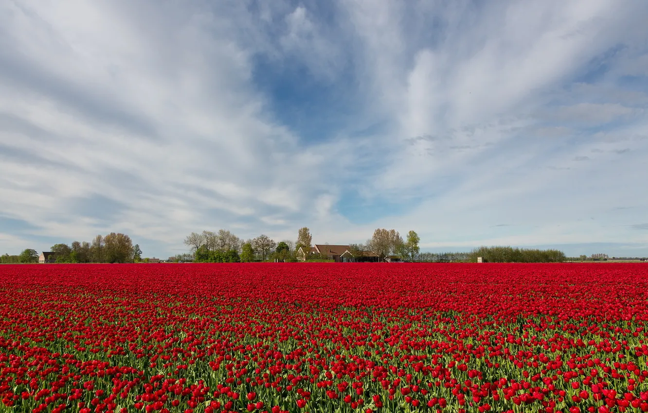 Фото обои поле, пейзаж, тюльпаны