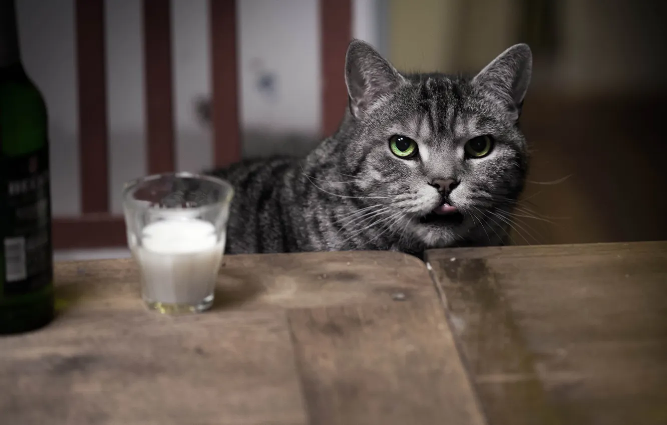 Фото обои кот, стакан, стол, серый, молоко